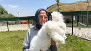 Elmadağ'da tavşan çiftliği kadınlara yeni iş kapısı oluyor