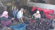 Kapıdağ mor soğanında bu yıl üretimde düşüş yaşandı