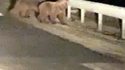 Bursa'da gece yolculuğuna çıkan ayı yavruları şaşırttı