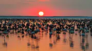 Tuz Gölü'nde flamingo bereketi yaşanıyor