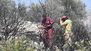 İzmir Torbalı'da orman yangını korkuttu
