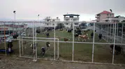 Çine yangınında tahliye edilen hayvanlar halı sahaya sığındı