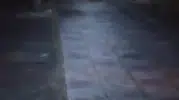 Bolu Kıbrıscık'ta bozayı çocuk parkına yerleşti