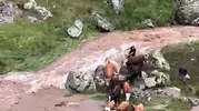 Kars'ta dere taştı inekler mahsur kaldı