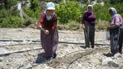Gülnar’ın unutulan lezzeti Leklek fasulyesi tarlalara geri döndü