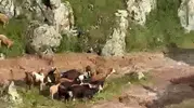 Kars Kağızman’da aniden bastıran sağanak sele dönüştü