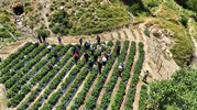 Siirt Şirvan'da çilek bereketi kadınların eliyle büyüyor