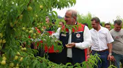 Avrupa tescilli Bayramiç Beyazı için hasat vakti geldi