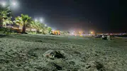 Kuşadası sahillerinde yeni komşularımız var