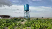 Afrika’da kurban bağışlarıyla kurulan meyve bahçesi mahsul vermeye başladı