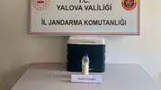 Yalova jandarması servet değerinde akrep zehri ele geçirdi