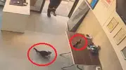 Kayseri'de ofise giren kargayı kedi avından görevli kurtardı