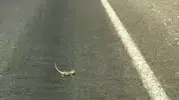 Kahramanmaraş yolunda bukalemun trafiği durdurdu