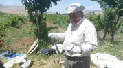 Batman'da yılanı öldürmek yerine doğaya salmayı seçti