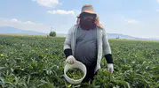 Osmaniye bamyası tezgaha indi
