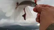 Esenköy'de balıkçı ile martıların dostluğu kamerada