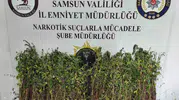 Bafra'da kenevir operasyonu 50 yaşındaki şüpheliye adli işlem