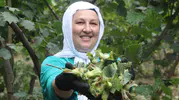 Ordu’da fındık mesaisi başladı ama üreticinin yüzü gülmüyor