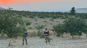 Şanlıurfa’da fıstık hasadı jandarma koruması altında yapılıyor