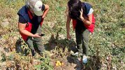Afyon’da patates tarlalarında kritik denetim mesaisi