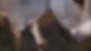 Çankırı yolunda eşek kazası trafiği birbirine kattı
