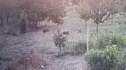 Malatya’da gece yarısı bahçeleri domuz sürüsü bastı