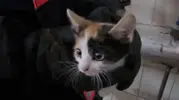 Çankırı'da apartman boşluğunda mahsur kalan kedi kurtarıldı