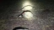 Gece yarısı ağıla düşen yıldırım 21 koyunu öldürdü