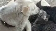 Çanakkale’de yürekleri ısıtan dostluk Anne köpek kedilere sahip çıktı