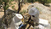 Bingöl'de dağların gizli balını arıların izini sürerek topluyorlar