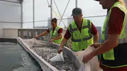 Muğla'nın mavi hazinesi 900 milyon yavru balık 5 ülkeye ihraç ediliyor