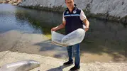 Soma göllerine 250 bin sazan takviyesi yapıldı