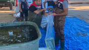 İpsala’da yetişen milyonlarca sazan göllerle buluşuyor