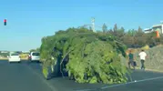 Diyarbakır trafiğinde yürüyen ağaç yığını şaşkınlık yarattı