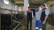 Bayburtlu üreticilerin ahırlarına Angus desteği