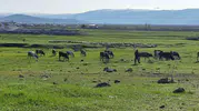 Ardahan’da kuduz paniği Bir mahalle karantinaya alındı
