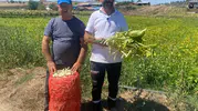 Yenişehirli çiftçinin şeker fasulyesi bereketi