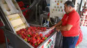 Gaziantep’te kışlık salça mesaisi başladı