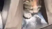 Elazığ’da otomobilin jantına yuva yapan kedi ailesi kurtarıldı