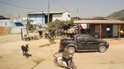 Üzüm sergisini dağıtan eşek, muhtarı kovalayıp bacağından ısırdı