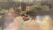 Samsun’da pitbull saldırısı Bir çocuk yaralandı bir köpek ağır hasar aldı