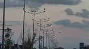 Çorlu yolunda leyleklerin şaşırtan mola yeri