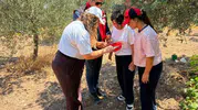 Manisa bahçelerinde sinek alarmı Ekipler sahaya indi