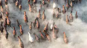 Erciyes eteklerinde gün batımı ve yılkı atlarının dansı
