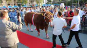 1 ton 100 kiloluk Çınar, Suluova’da kırmızı halıda yürüdü