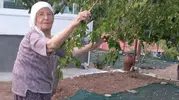 Malatya’da 85’lik çift dut pekmezini geleneklerle yaşatıyor