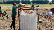 Şuhut topraklarında hummalı patates mesaisi