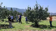 Osmaneli tarım arazilerinde hastalık alarmı
