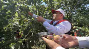 Balıkesir Havran’da siyah incir sezonu resmen açıldı