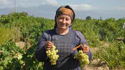 İslahiye bağlarında hasat mesaisi şafak vakti başlıyor